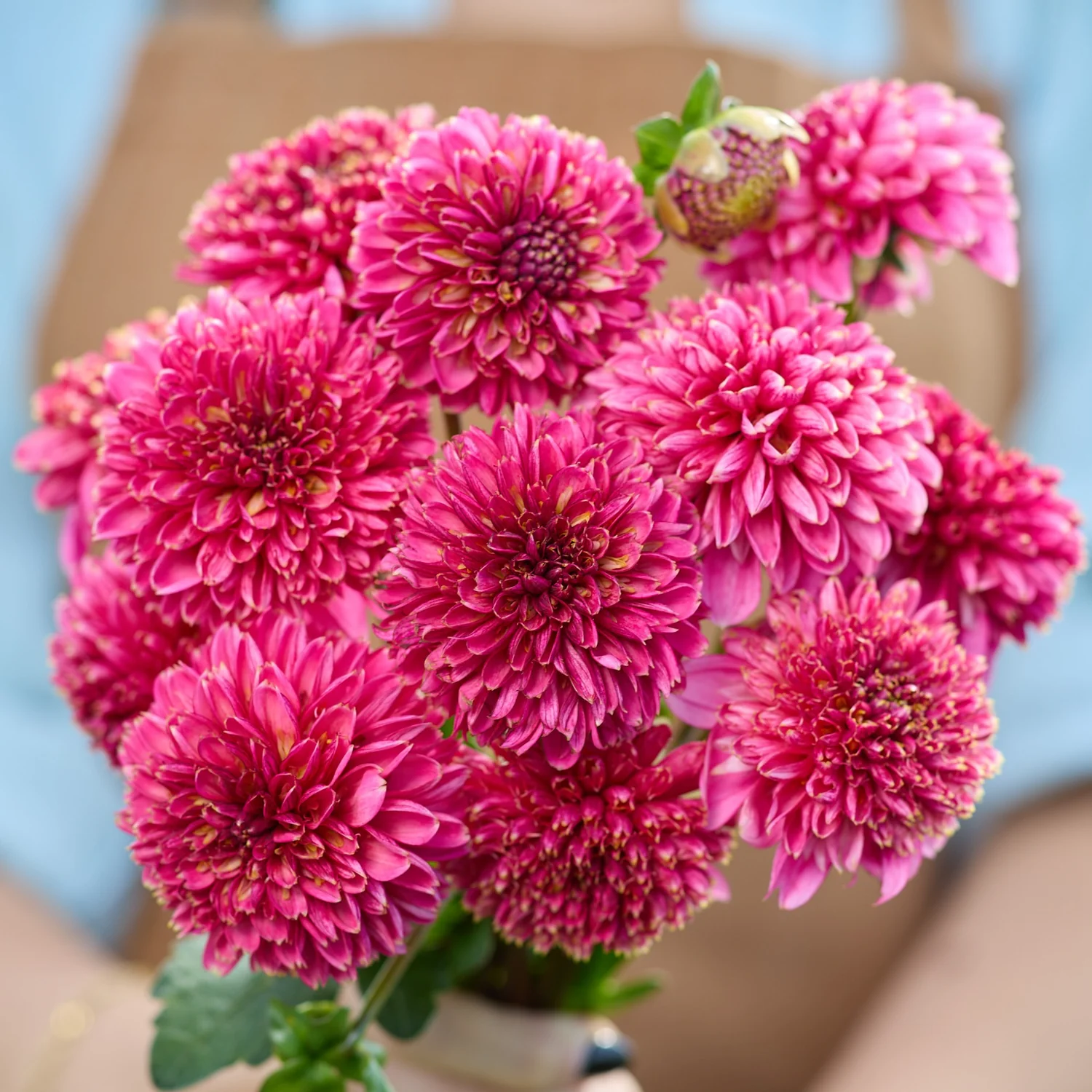 Dahlia 'Alyshia'